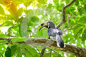 In a complete forest Some days we will find a living black hornbill, living in the forest