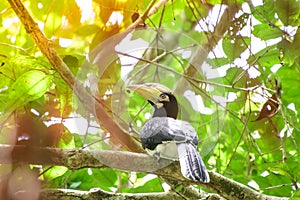 In a complete forest Some days we will find a living black hornbill, living in the forest