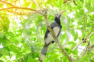 In a complete forest Some days we will find a living black hornbill, living in the forest