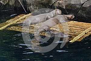 A complete happy family of Giant River Otter in a zoo