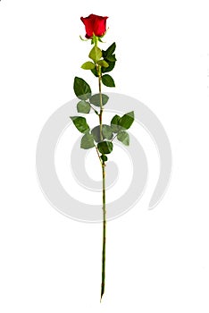 Complete long stem vertical red rose