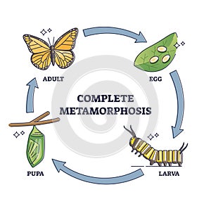 Complete metamorphosis with all life development cycle stages outline diagram