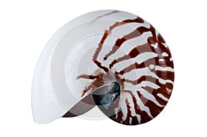 Complete Nautilus Shell