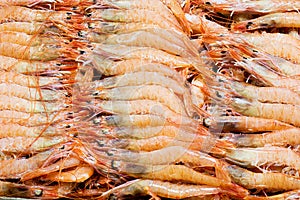 Complete picture of sea prawns