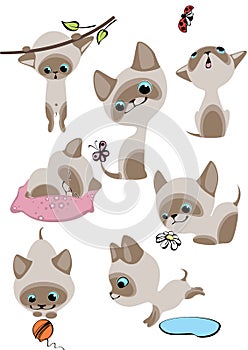 The complete set of cheerful Siamese kittens