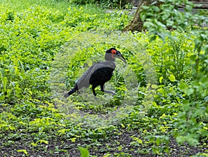 An almost completely black bird walks among the green meadow.