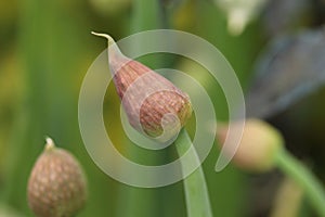 Organic pink chive seed pod