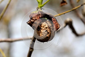 Completely cracked and open wrinkled dark brown walnut husk with fully visible light brown shell still attached to branch