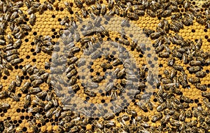 Completely filled with honey honeycomb, bees seal the honeycomb
