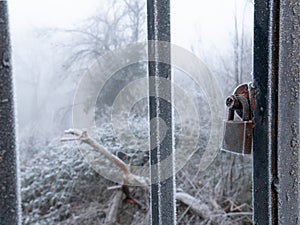Completely frozen padlock on a black metal gate with a foggy and frozen forest
