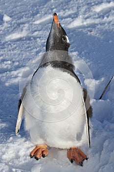 Almost completely molted penguin chick Gentoo