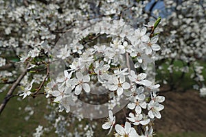 Completely opened flowers of Prunus cerasifera