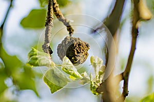 A completely rotted Apple is hanging on a tree
