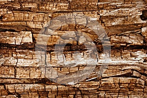 Completely rotted wood