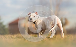 Completely white American staffordshire terrier
