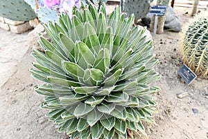 Flowering angiosperms plants.