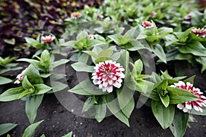 Flowering angiosperms plants. photo