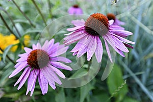 Flowering angiosperms plants.