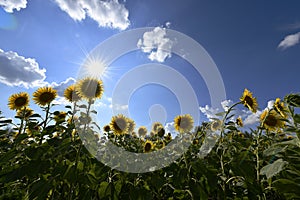 Flowering angiosperms plants. photo