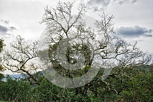 Complex branches on a tree