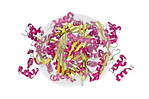 Complex of the catalytic portion of human HMG-CoA reductase with HMG and CoA. Ribbons diagram. 3d illustration