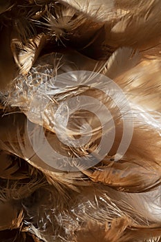 Complex of chicken feather background
