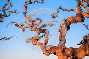 Complex entangled dry tree branches