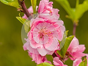 Complex flap peach blossoms in spring