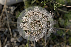 Complex Flower of Queen Anne`s Lace aka Wild Carrot with Pink Tint