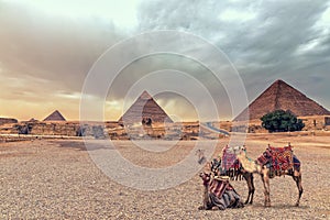 Complex of Giza Pyramids and the Sphinx in the desert with camels, Egypt