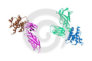Complex of human interleukin-7 with non-glycosylated interleukin-7 receptor alpha ectodomain. Ribbons diagram with