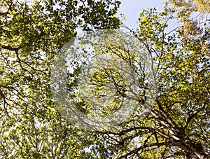 Complex leaves canopy with the lagre branch.