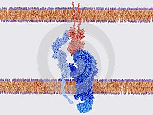 Complex within a MHC II-antigen, a T cell receptor and CD4