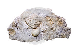 A complex of organisms of dense calcareous soil in the form of brachiopods, corals and others isolated on a white background.