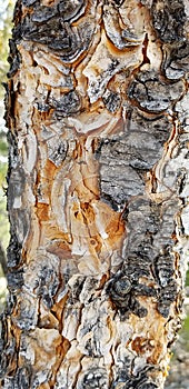 Complex Pattern in the Bark and Wood of a Montane Pinyon Pine in Nevada