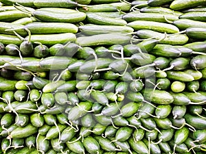 A Complex pattern of Green Lebanese Cucumbers in Shop