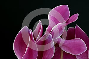 Complex pink flower