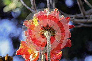 Complex red corollas of flowers of the liriodendron, or Tulip tree close-up