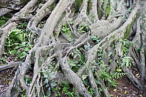 Complex root system of a tree