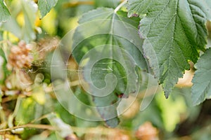 A complex spider web hanging on the leaves of a tree