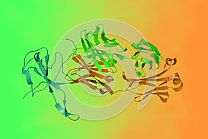 Complex structure of human monoclonal antibody with SARS-CoV-2 nucleocapsid protein NTD. Ribbons diagram with photo