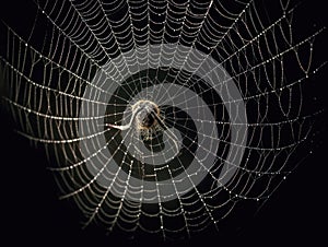 The complex structure of a spider\'s web created with Generative AI