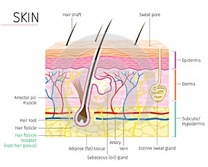 Human Anatomy, Skin And Hair Diagram photo
