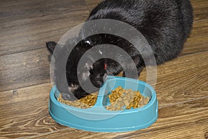 Compliance with the cat`s diet, the cat eats healthy and healthy food, pet care concept