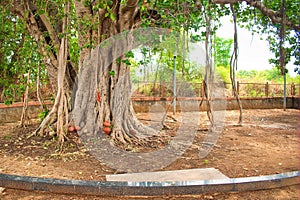 Complicated Bargad tree roots in the park with green leaves