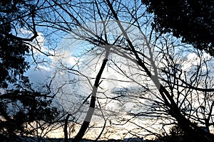 Complicated Connection with Trees under Sunset