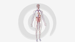 Complications of Type 2 Diabetes 3d