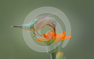 A Complimentary Buffet