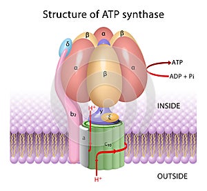 The components of ATP synthase, a rotary motor