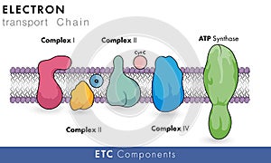 Components of electron transport chain of mitochondria having role in oxidative phosphorylation and chemiosmosis